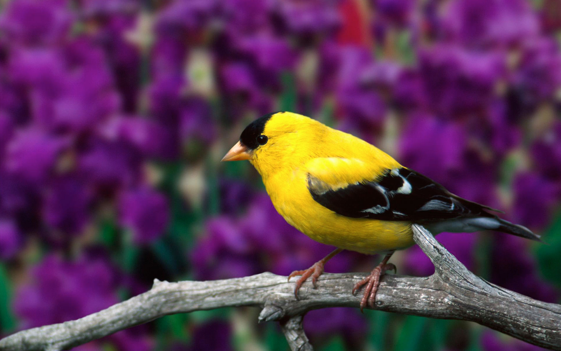 Male American Goldfinch3543813372